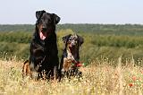 BEAUCERON - ADULTS and PUPPIES 042